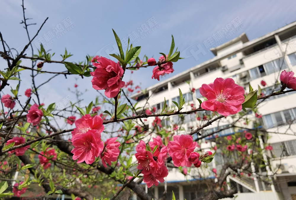 桂林鴻程花團(tuán)錦簇，滿園春色，邀您一起共賞春景，共商大計(jì)！